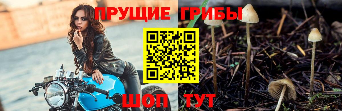 Псилоцибиновые грибы GOLDEN TEACHER Ишим